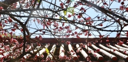 围观，梅峰寺的梅花开得正艳，错过再等一年